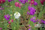 صدای پای بهار