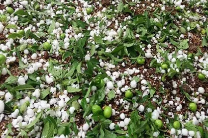 خسارت ۲۶ میلیارد تومانی تگرگ برای محصولات کشاورزی فاروج