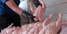 ۸۰ هزار تن ذخیره استراتژیک مرغ/ قیمت گوشت و مرغ در ماه رمضان افزایش نمی‌یابد
