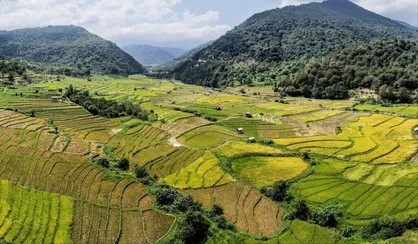 کشت برنج در مازندران به مناطق کوهستانی گسترش یافت