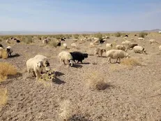 ۴۳۰ هزار هکتار از مراتع خراسان جنوبی به دامداران واگذار شد