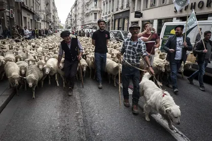 حضور دامداران به همراه گوسفندانشان در یک راهپیمایی اعتراضی به سیاست&zwnj;های مکرون در پاریس