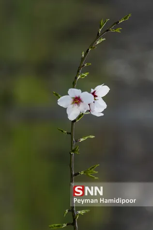 شکوفه های بهاری