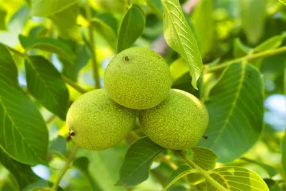 راهنمای خرید بهترین نهال گردو در مناطق سردسیر در دی ماه 1400