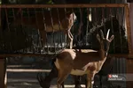 باغ وحش ارم سبز 