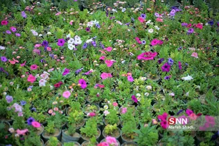صدای پای بهار