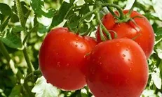 پای گوجه به قاچاق باز شد/ کشف 37 تن گوجه قاچاق در گمرک