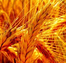 تولید و ذخایر جهانی غلات در سال ۲۰۱۸ کاهش می‌یابد