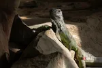 باغ وحش ارم سبز 