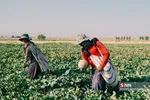برداشت طالبی از مزارع قم