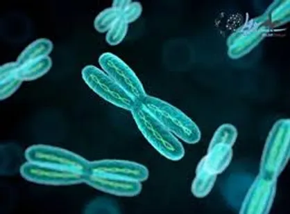 تولید موفقیت&zwnj;آمیز کیت تشخیص سریع اختلالات کروموزومی در دانشگاه علوم پزشکی شیراز