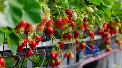 افزایش ۲۰ درصدی برداشت محصولات گلخانه&zwnj;ای با فناوری نانوحبات