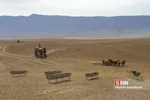 عشایر