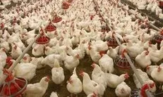 تأمین گاز مرغداری‌ها و نانوایی‌ها در مناطق کم‌فشار / توزیع رایگان گاز مایع و نفت سفید با همکاری استانداری‌ها