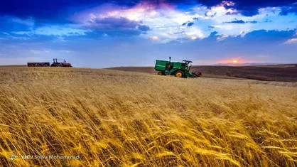 مطالبات گندمکاران تا پایان شهریور تسویه می&zwnj;شود