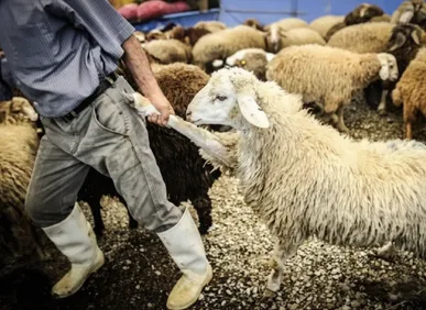 سه سارق حرفه‌ای احشام با اعتراف به ۱۹ فقره سرقت در کهگیلویه دستگیر شدند