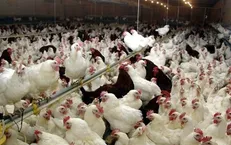 آغاز حذف گله‌های مرغ مادر گوشتی بالای ۶۴ هفته