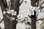 چند قدم مانده تا بهار