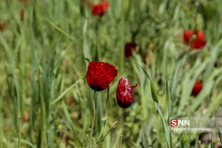 شقایق وحشی