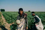 برداشت طالبی از مزارع قم