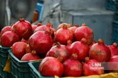 طرح یلدای کریمانه از سوی دانشجویان بسیجی دانشگاه مازندران اجرا می‌شود