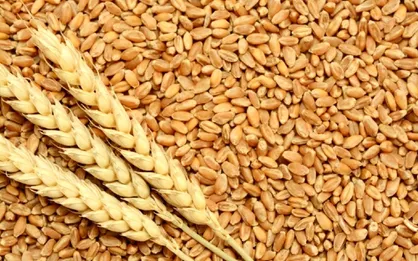 تعیین قیمت خرید تضمینی گندم تا هفته آینده
