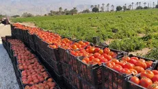 تولید ۶۵۰ هزار تن گوجه‌فرنگی در استان بوشهر