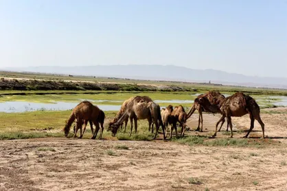 شترهای سرگردان بلای جان تالاب صالحیه