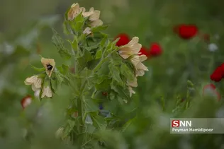 جلوه های زیبای طبیعت