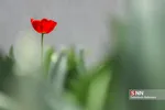 new