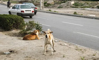 اطراف خوابگاه دانشگاه تبریز برای محافظت از سگ&zwnj;های ولگرد فنس&zwnj;کشی می&zwnj;شود