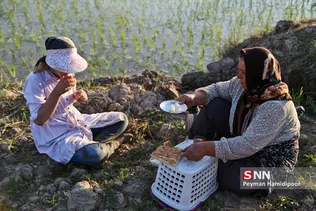 شالی برنج بجنورد