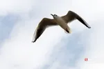 پرندگان مهاجر