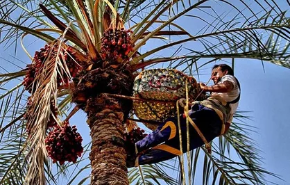 جهادگران بوشهری به بررسی مشکلات طرح&zwnj;های اشتغال&zwnj;زایی در استان پرداختند