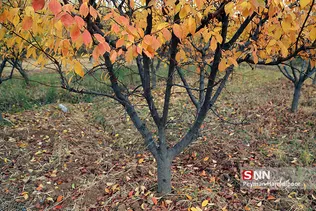 fall