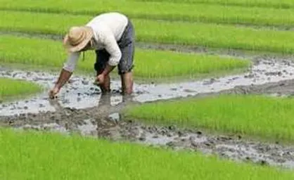طرح کاهش خسارات تغییر کاربری اراضی کشاورزی در شمال کشور تصویب شد