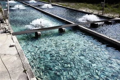 پرورش دهندگان ماهی بروجرد باید برای سیلاب آماده باشند