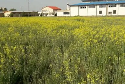 کشت کلزا و گلرنگ در واحد&zwnj;های دانشگاه آزاد استان مرکزی انجام شد