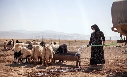 تسهیلات دامدار کارت اقدامی موثر برای تامین نهاده دامی عشایر است