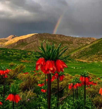 رخ نمایی لاله های واژگون در ارتفاعات چهارمحال و بختیاری + فیلم