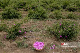 گل محمدی