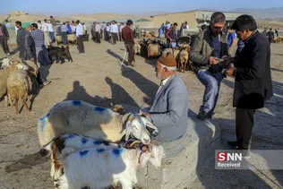 بازار دام