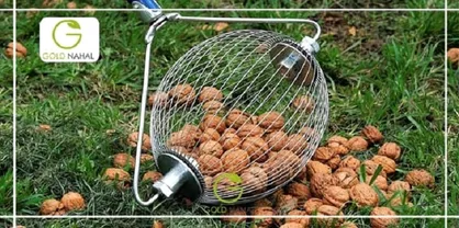 چرا بعد از خرید نهال گردو برخی از نهال&zwnj;ها خشک می&zwnj;شوند؟