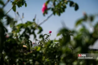 برداشت گل و گلاب‌گیری در باغ‌های موقوفه آستان مقدس حضرت فاطمه معصومه‎ (س)