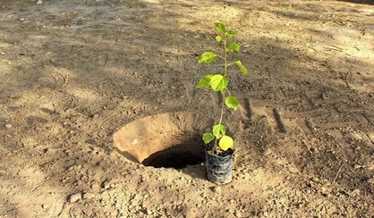 نوبخت: تولید ۲۵۰ میلیون نهال در حال انجام است