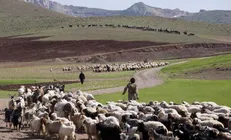 افزایش تولید گوشت عشایر به ۲۰۰ هزار تن
