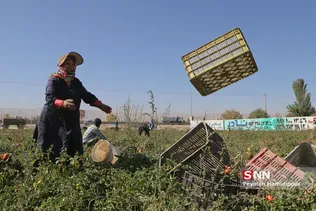 برداشت گوجه