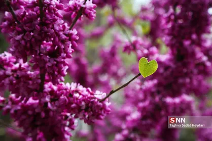 بهار، جلوه زیبای خداوند