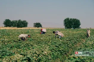 برداشت طالبی از مزارع قم