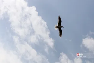 پرندگان مهاجر